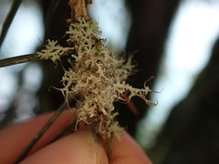 Physcia tenella