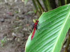 Erythemis mithroides