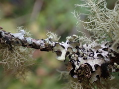 Hypotrachyna sinuosa