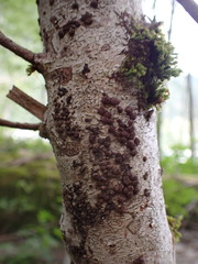 Jackrogersella multiformis