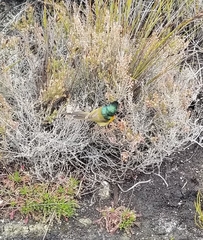 Anthobaphes violacea