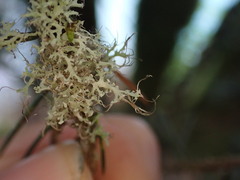 Physcia tenella