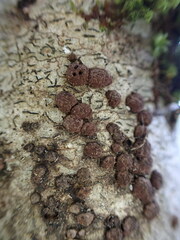 Jackrogersella multiformis