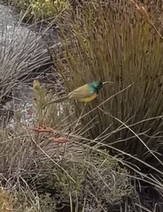 Anthobaphes violacea