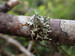 Hypotrachyna sinuosa