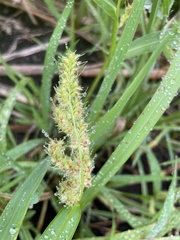 Echinochloa crus-galli