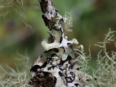 Hypotrachyna sinuosa