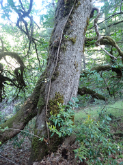 Quercus garryana