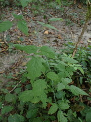 Rubus leucodermis