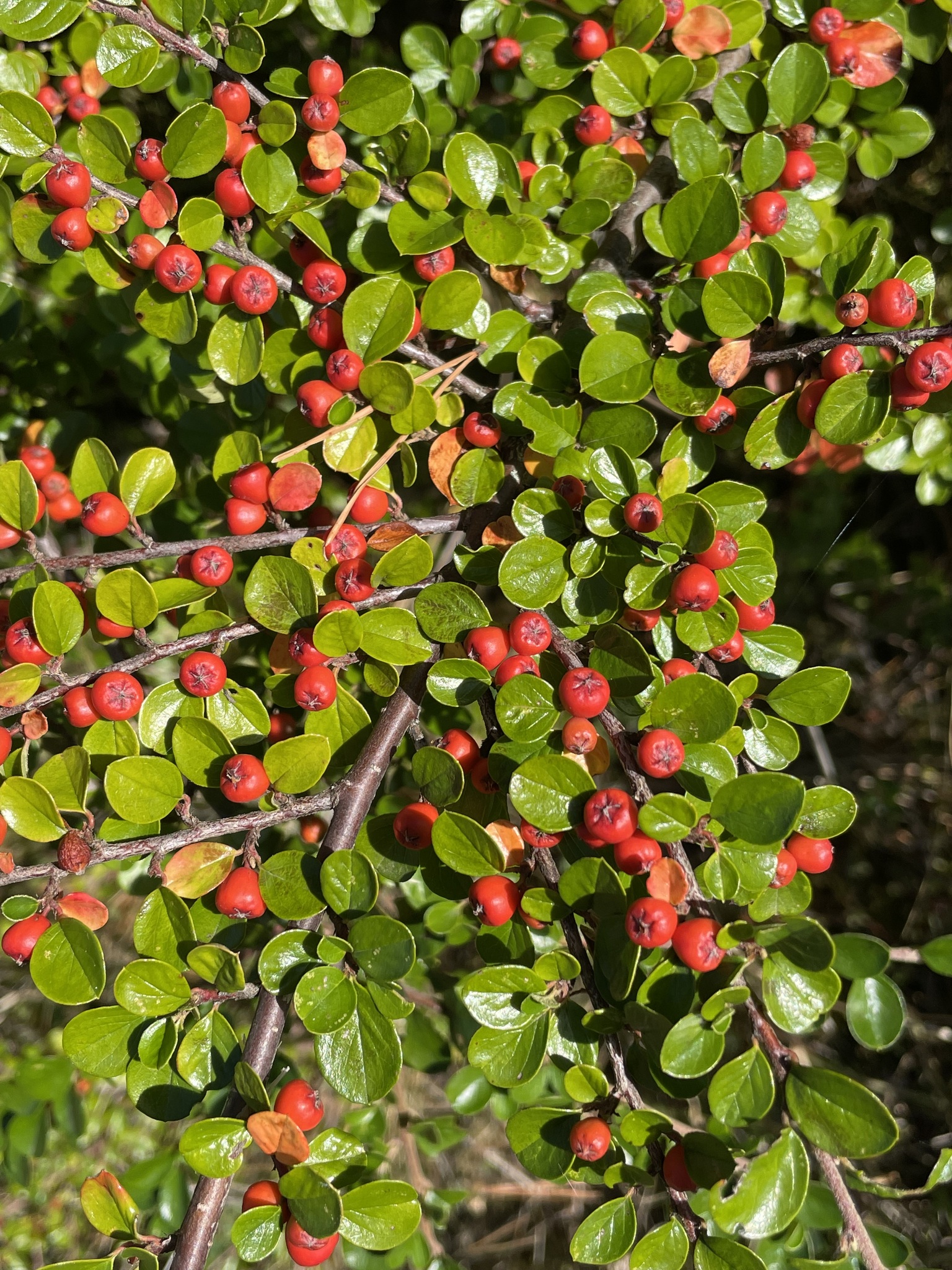 Cotoneaster hjelmqvistii