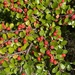 Hjelmqvist's Cotoneaster - Photo (c) wolff christiane, some rights reserved (CC BY-NC), uploaded by wolff christiane