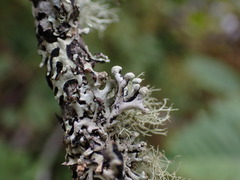 Hypogymnia tubulosa