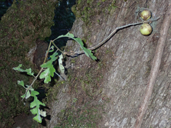 Quercus garryana