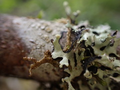 Hypotrachyna sinuosa