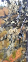 Evernia mesomorpha