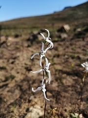 Disa biflora