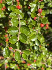 Cotoneaster hjelmqvistii