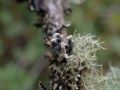 Hypogymnia tubulosa