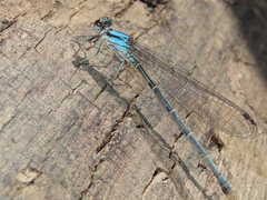 Argia moesta