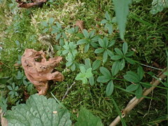 Galium triflorum