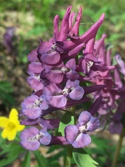 Corydalis solida