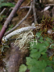 Ramalina farinacea