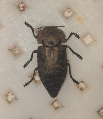 Capnodis tenebricosa