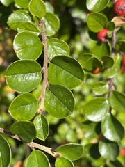Cotoneaster hjelmqvistii