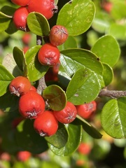 Cotoneaster hjelmqvistii
