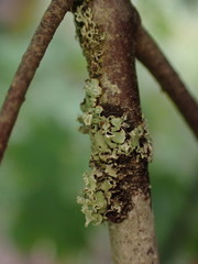 Menegazzia subsimilis