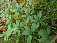 Galium triflorum