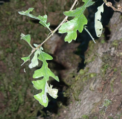 Quercus garryana
