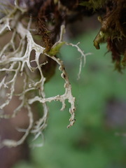 Ramalina farinacea