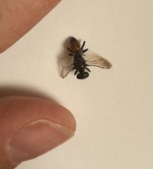 Astata
