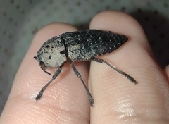 Capnodis tenebricosa