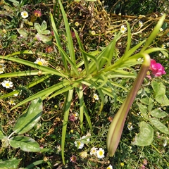 Lilium formosanum