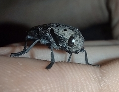 Capnodis tenebricosa