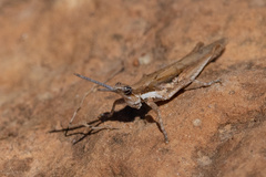 Pyrgomorpha conica