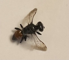 Astata