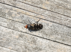 Ceroxys urticae