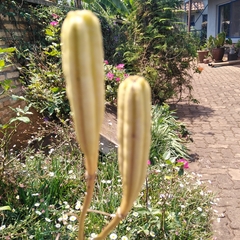 Lilium formosanum