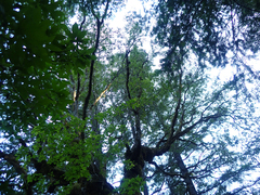 Aesculus californica