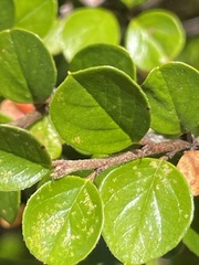 Cotoneaster hjelmqvistii