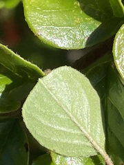 Cotoneaster hjelmqvistii