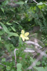 Haplophyton crooksii