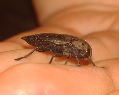Capnodis tenebricosa