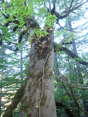 Quercus garryana