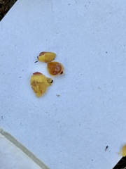 Cotoneaster hjelmqvistii