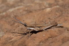 Pyrgomorpha conica