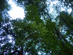 Aesculus californica